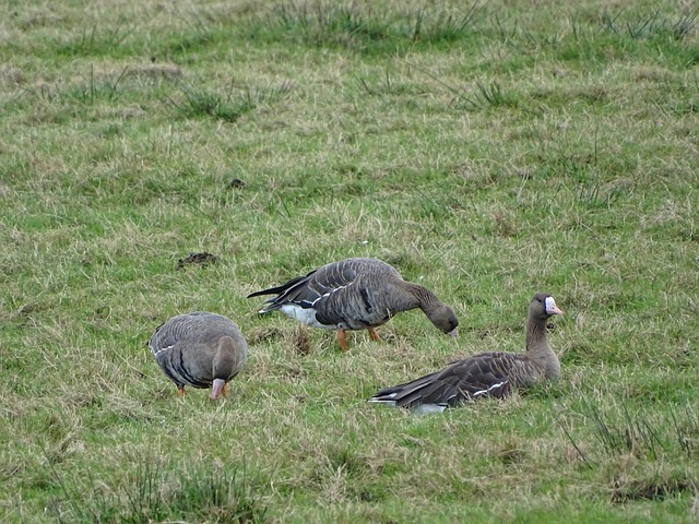 灰狼重点锁 灰狼重点锁